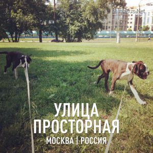 Dog Photo