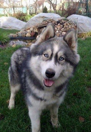 Dog Photo