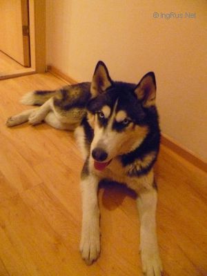 Dog Photo