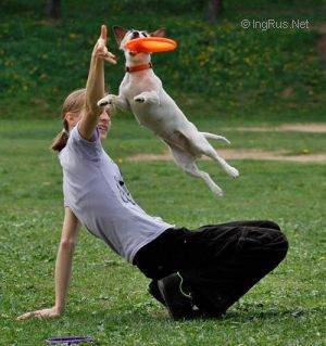 Dog Photo