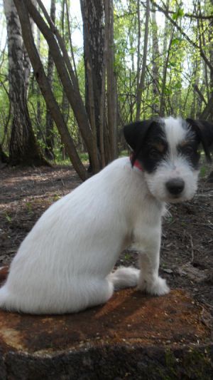 Dog Photo