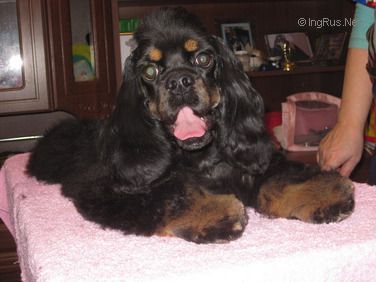 Dog Photo