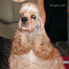 Dog Photo