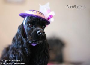 Dog Photo