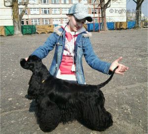 Dog Photo