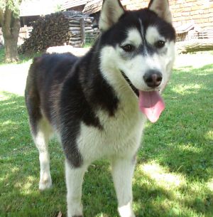 Dog Photo