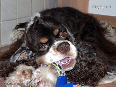 Dog Photo
