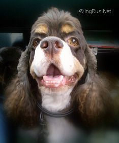 Dog Photo