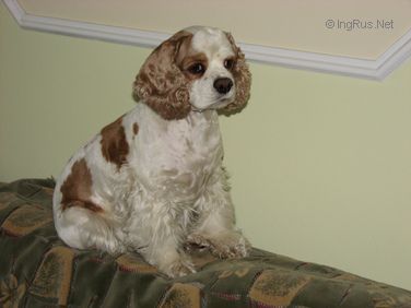 Dog Photo