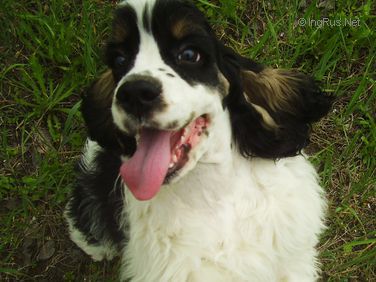Dog Photo