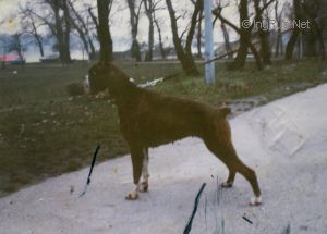 Dog Photo