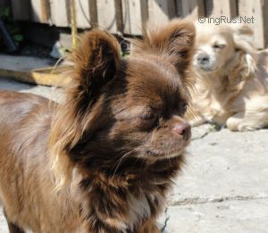 Dog Photo