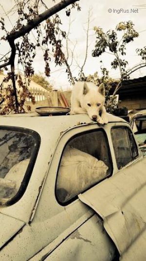 Dog Photo