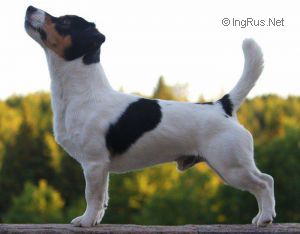 Dog Photo