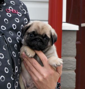 Dog Photo