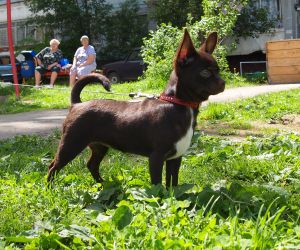 Dog Photo