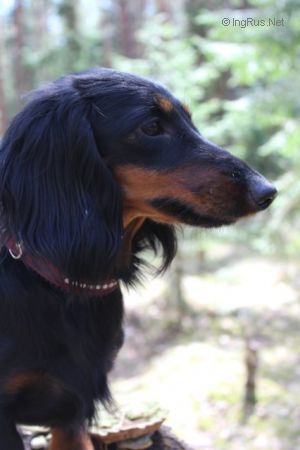 Dog Photo