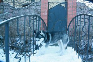 Dog Photo