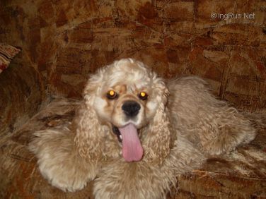 Dog Photo