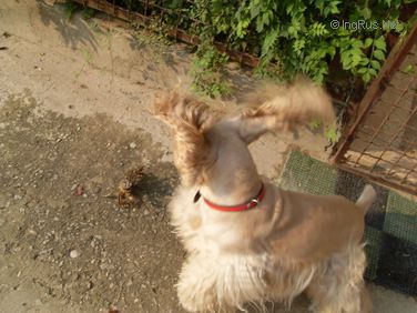 Dog Photo