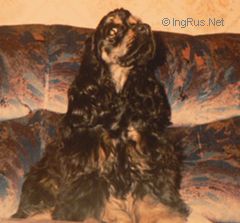 Dog Photo