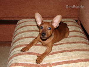 Dog Photo