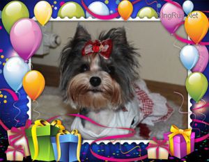 Dog Photo
