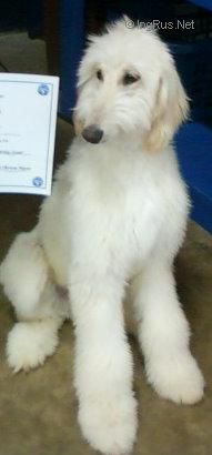 Dog Photo