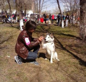 Dog Photo