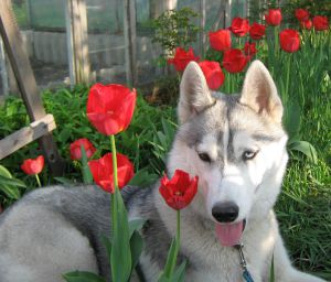 Dog Photo