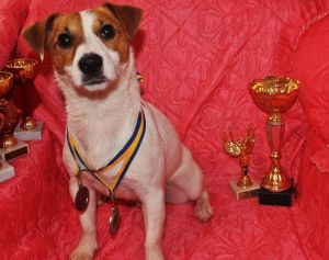 Dog Photo
