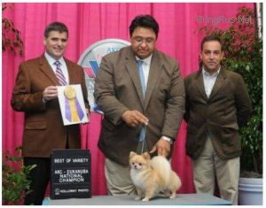 Dog Photo
