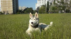 Dog Photo
