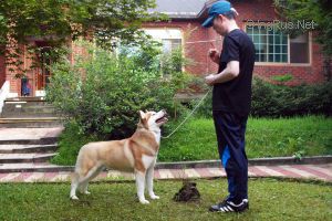 Dog Photo
