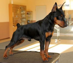 Dog Photo