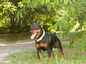Dog Photo