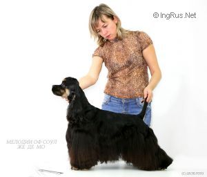 Dog Photo