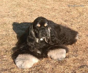 Dog Photo