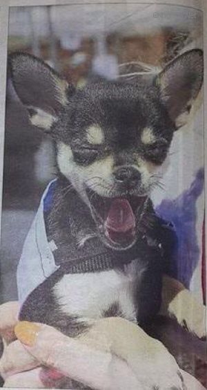 Dog Photo