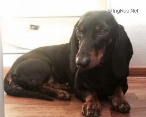Dog Photo