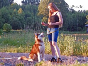 Dog Photo