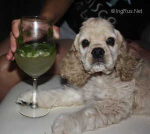 Dog Photo