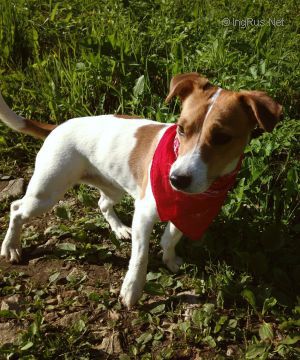 Dog Photo