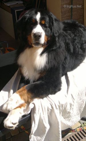 Dog Photo