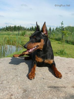 Dog Photo