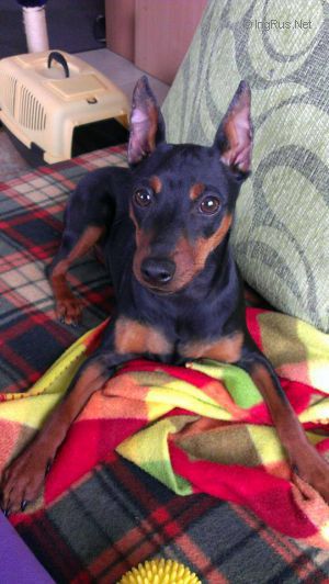 Dog Photo