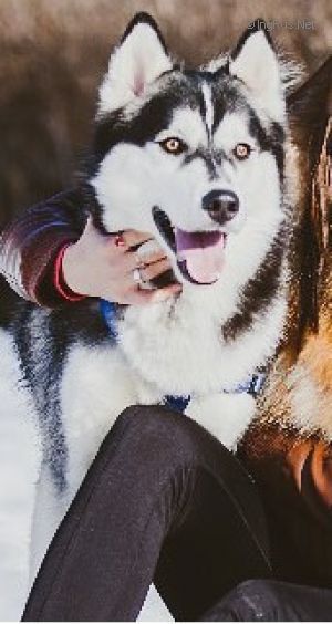 Dog Photo