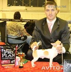 Dog Photo