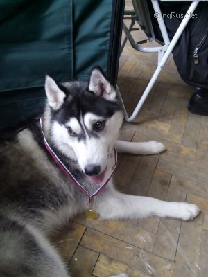 Dog Photo