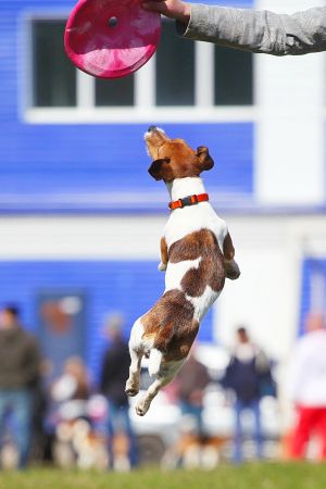 Dog Photo